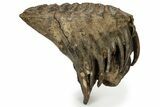 Woolly Mammoth Molar - Nice Roots #232727-1